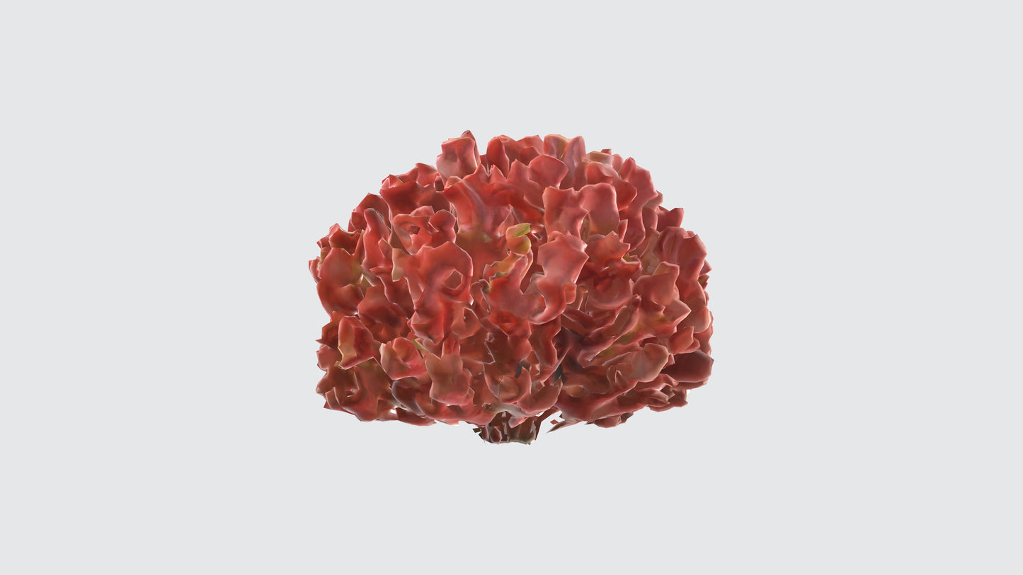 3D model Begonia Flowers VR / AR / low-poly