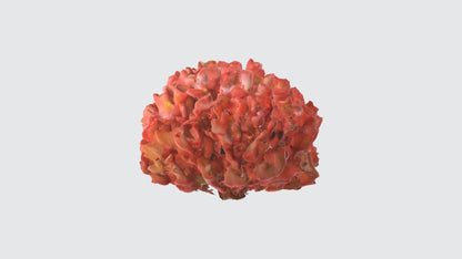 3D model Begonia Flowers VR / AR / low-poly