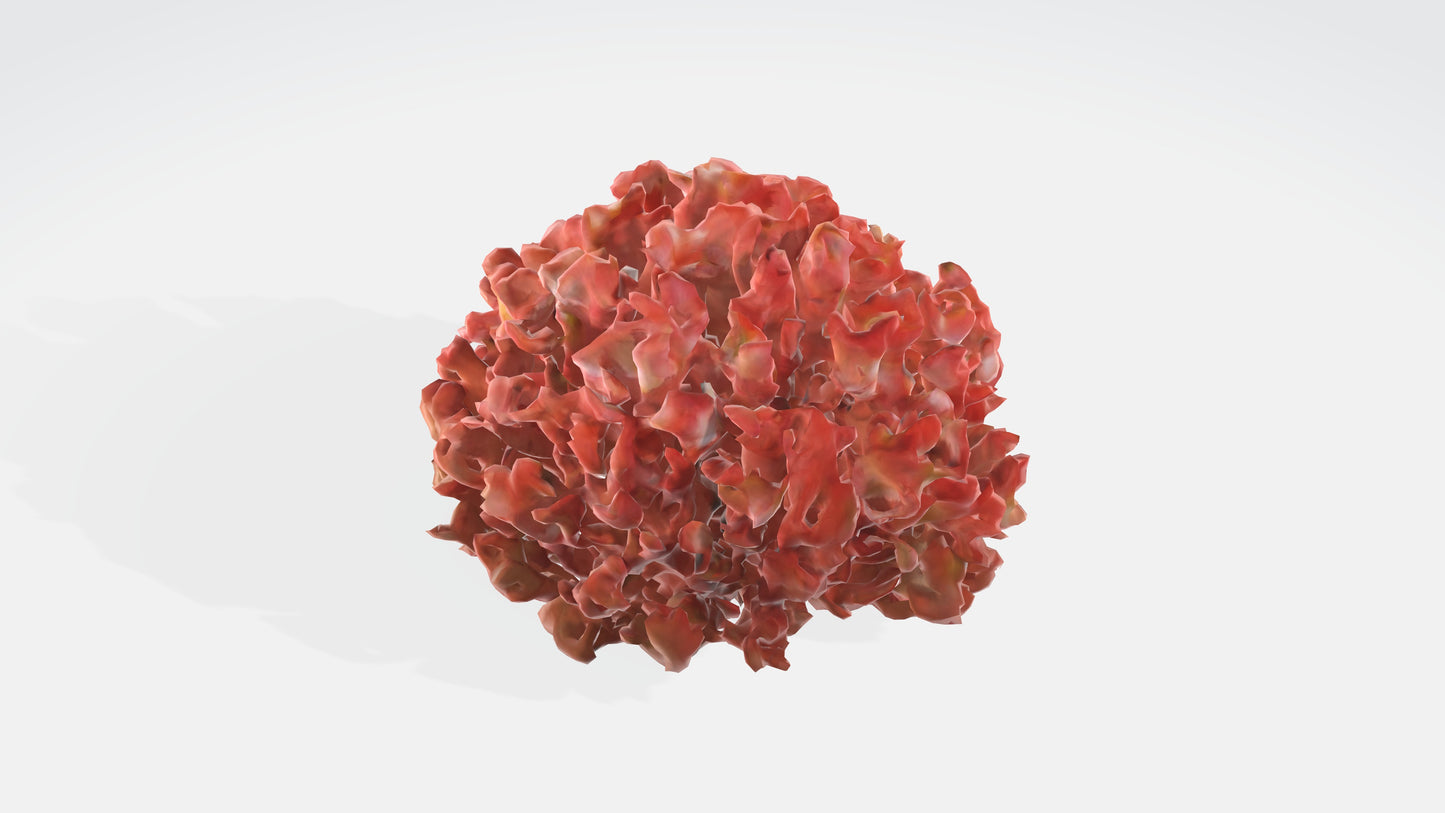 3D model Begonia Flowers VR / AR / low-poly