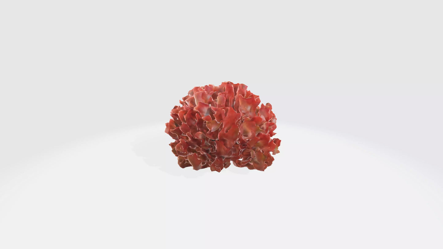 3D model Begonia Flowers VR / AR / low-poly