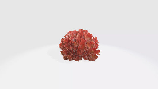 3D model Begonia Flowers VR / AR / low-poly