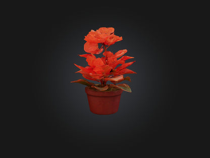 3D model Begonia Model VR / AR / low-poly
