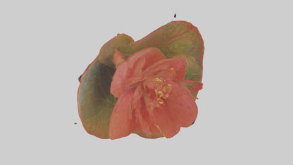 3D model Begonia model VR / AR / low-poly