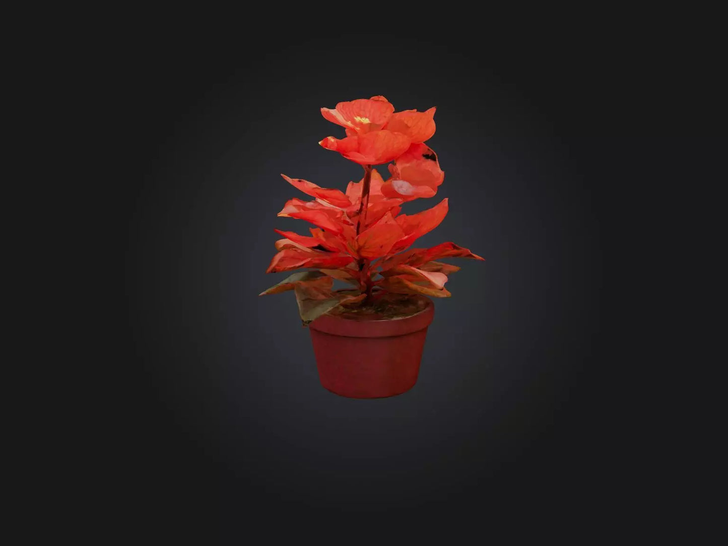 3D model Begonia Model VR / AR / low-poly
