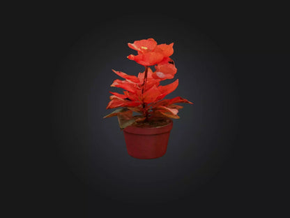 3D model Begonia Model VR / AR / low-poly