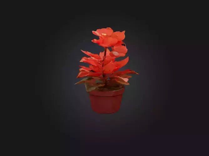 3D model Begonia Model VR / AR / low-poly