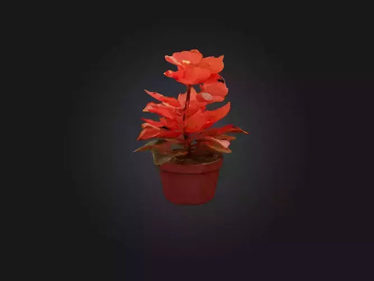 3D model Begonia Model VR / AR / low-poly