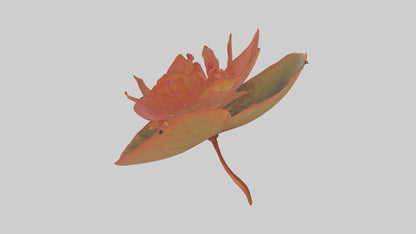 3D model Begonia model VR / AR / low-poly