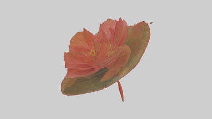 3D model Begonia model VR / AR / low-poly