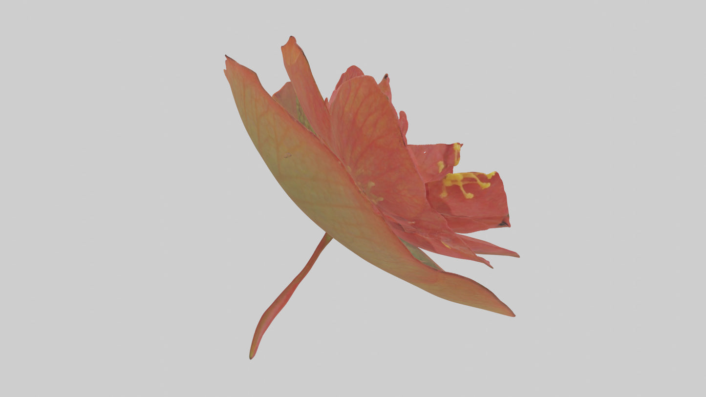 3D model Begonia model VR / AR / low-poly