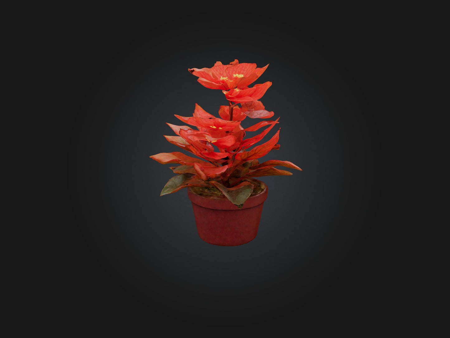 3D model Begonia Model VR / AR / low-poly