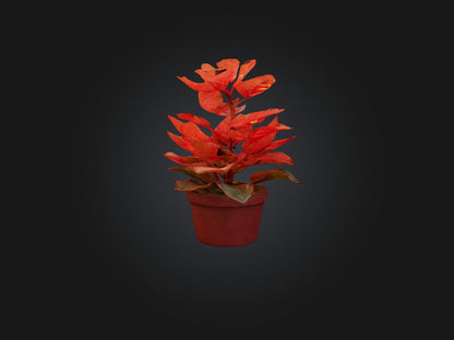 3D model Begonia Model VR / AR / low-poly