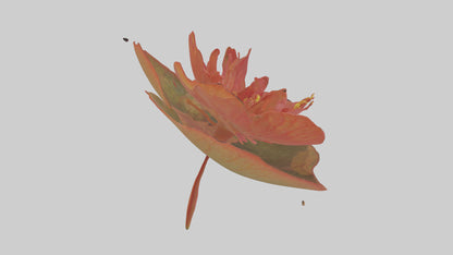 3D model Begonia model VR / AR / low-poly