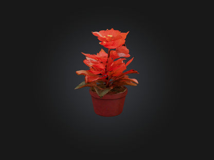 3D model Begonia Model VR / AR / low-poly