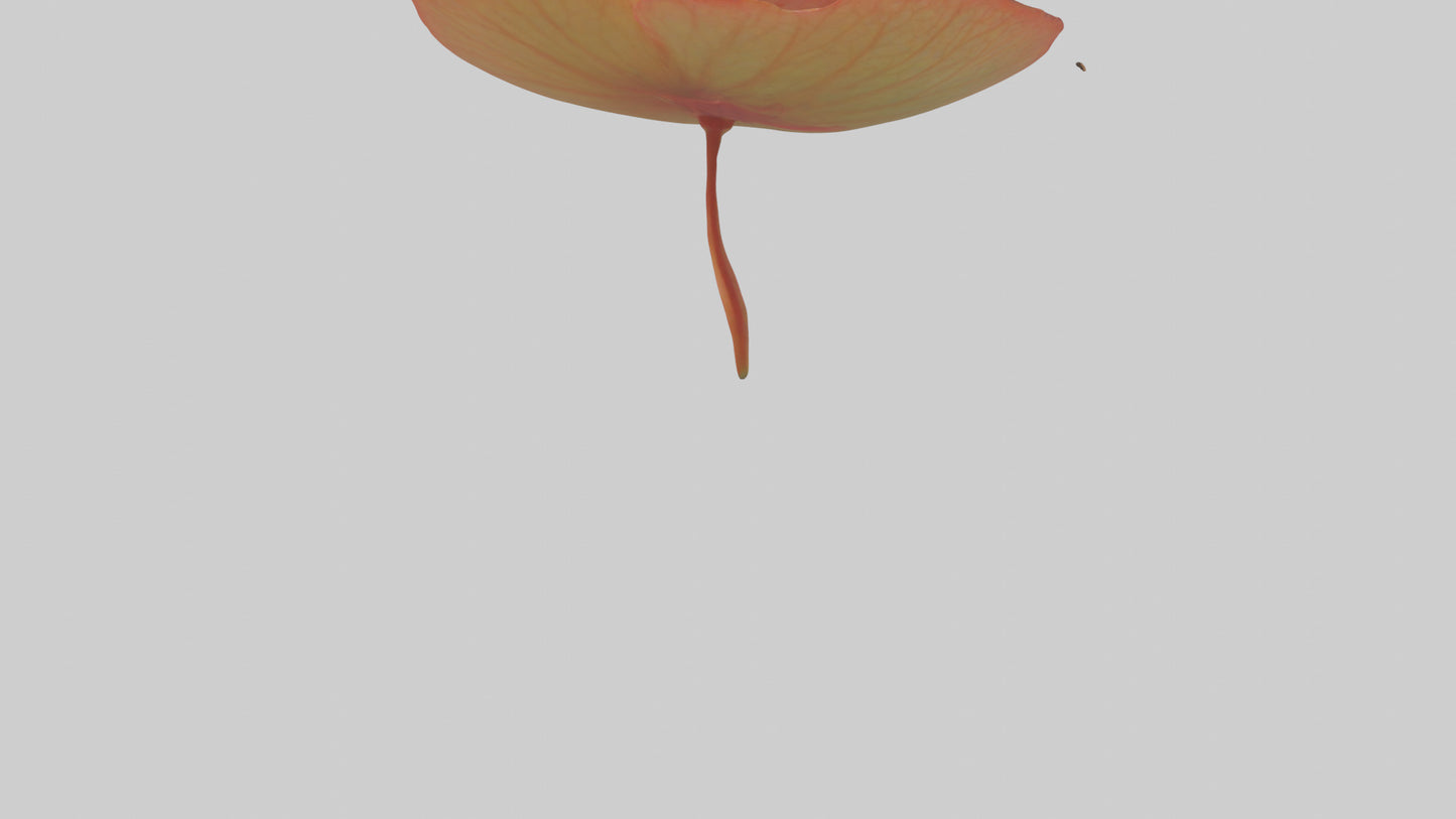 3D model Begonia model VR / AR / low-poly