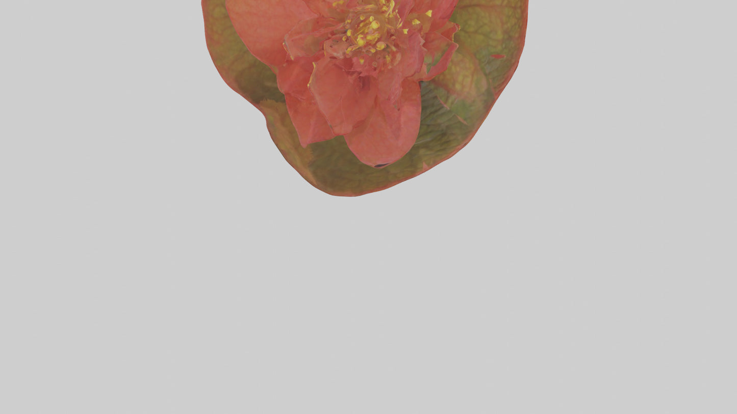 3D model Begonia model VR / AR / low-poly
