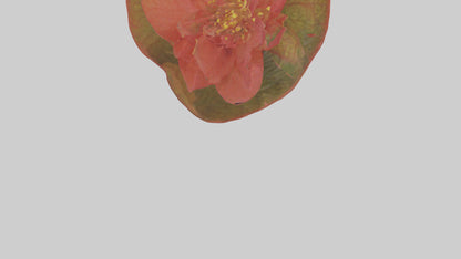 3D model Begonia model VR / AR / low-poly