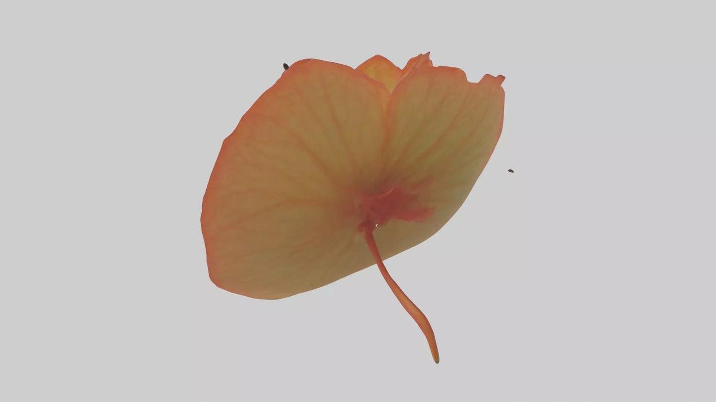 3D model Begonia model VR / AR / low-poly