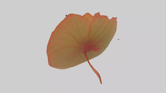 3D model Begonia model VR / AR / low-poly
