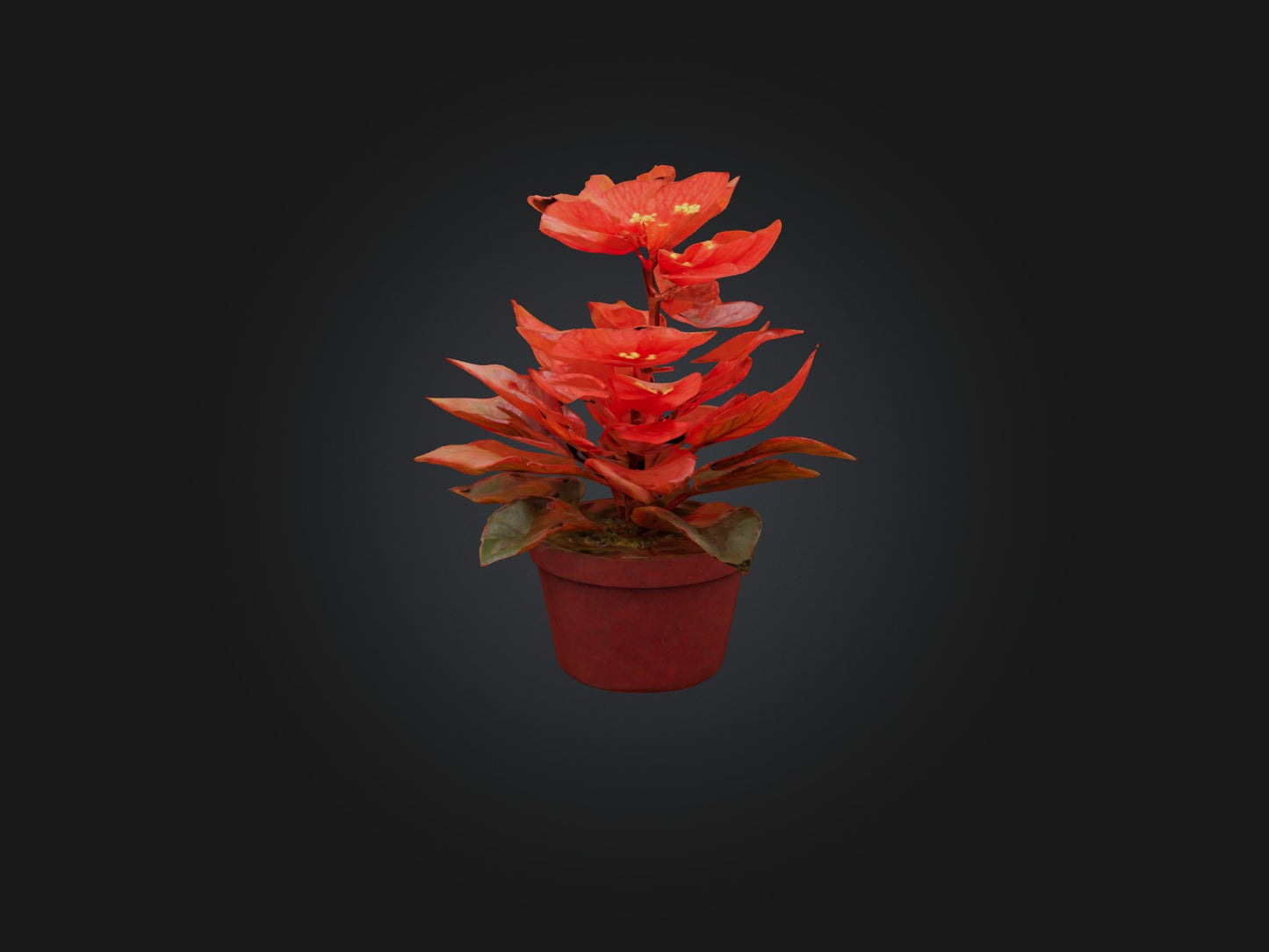 3D model Begonia Model VR / AR / low-poly