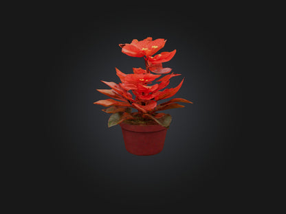 3D model Begonia Model VR / AR / low-poly