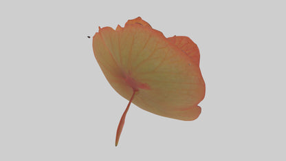 3D model Begonia model VR / AR / low-poly