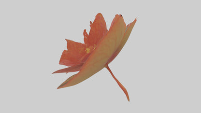 3D model Begonia model VR / AR / low-poly
