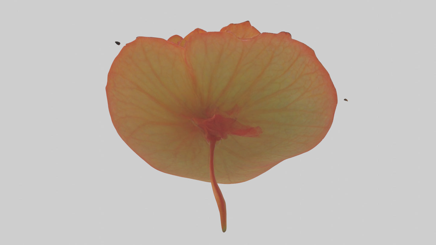 3D model Begonia model VR / AR / low-poly