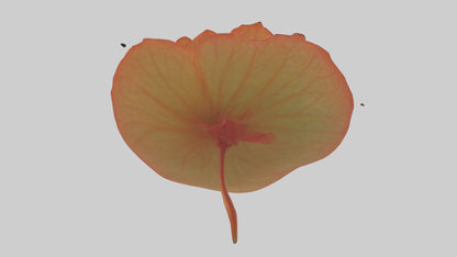 3D model Begonia model VR / AR / low-poly