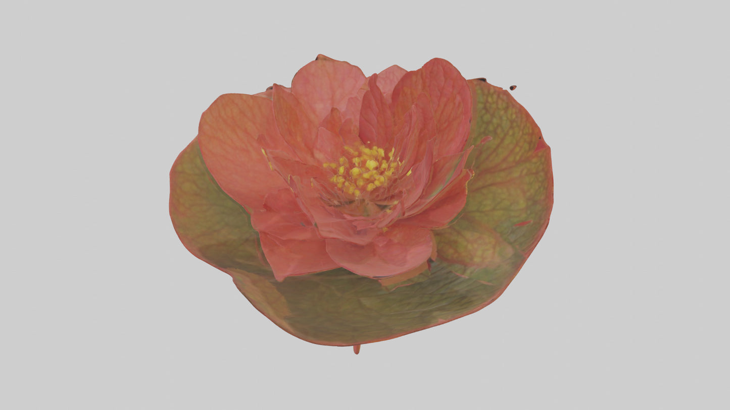 3D model Begonia model VR / AR / low-poly