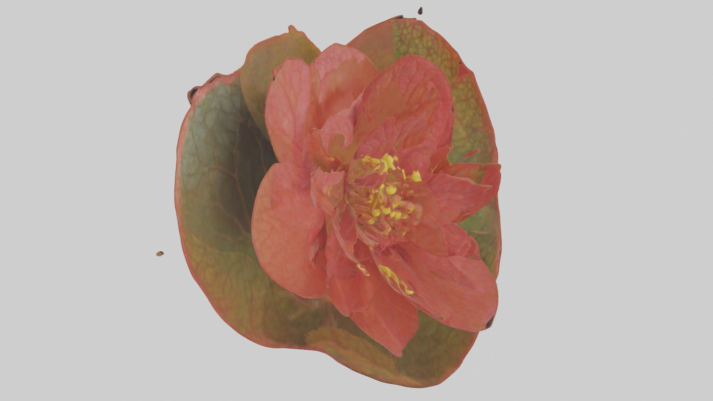 3D model Begonia model VR / AR / low-poly