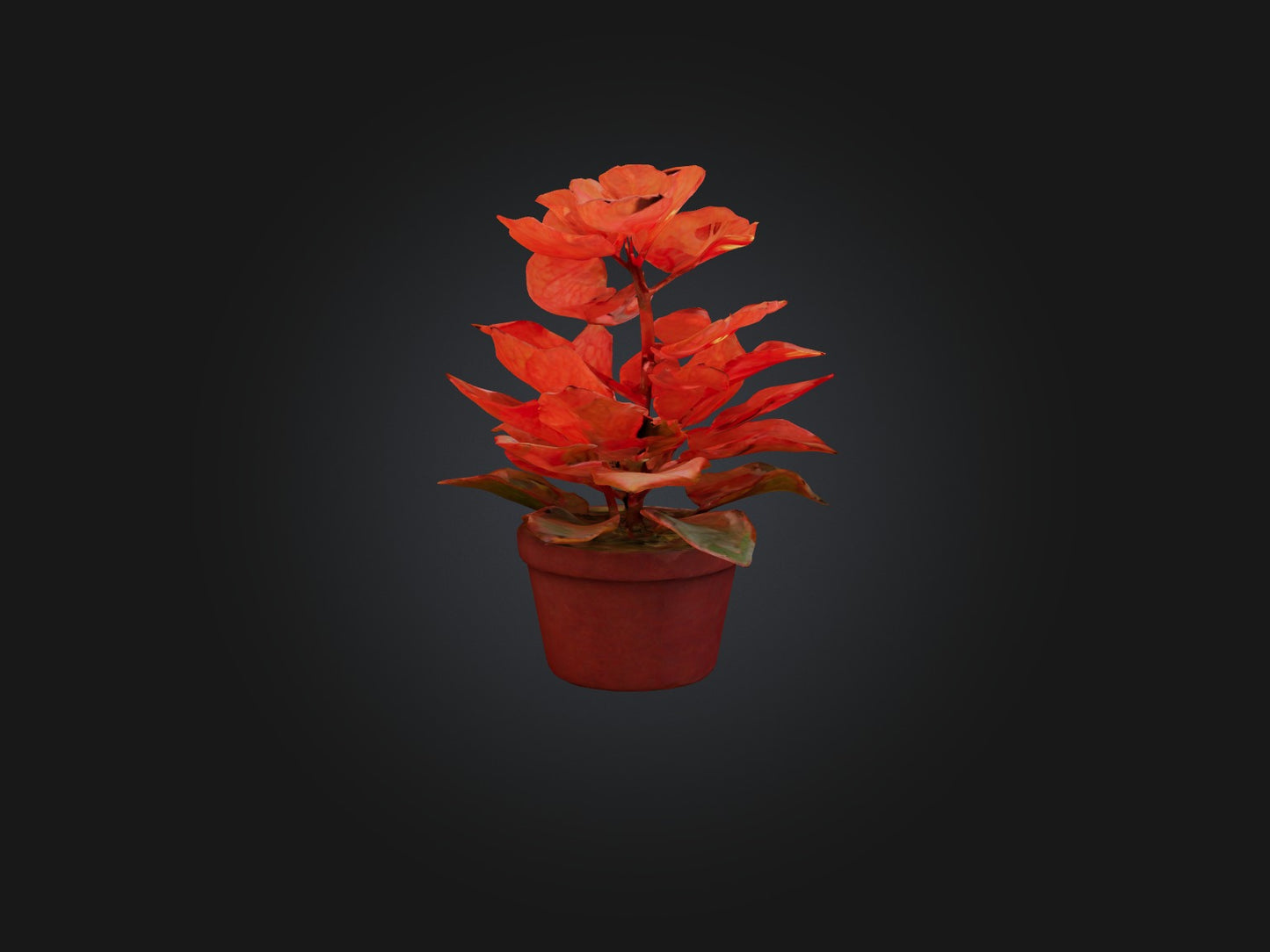 3D model Begonia Model VR / AR / low-poly