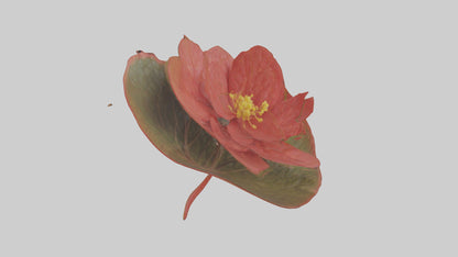 3D model Begonia model VR / AR / low-poly