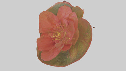 3D model Begonia model VR / AR / low-poly