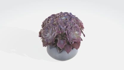3D model Begonya flowerss VR / AR / low-poly