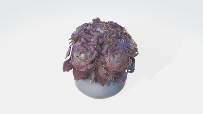 3D model Begonya flowerss VR / AR / low-poly