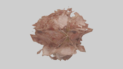 3D model Bellis model VR / AR / low-poly