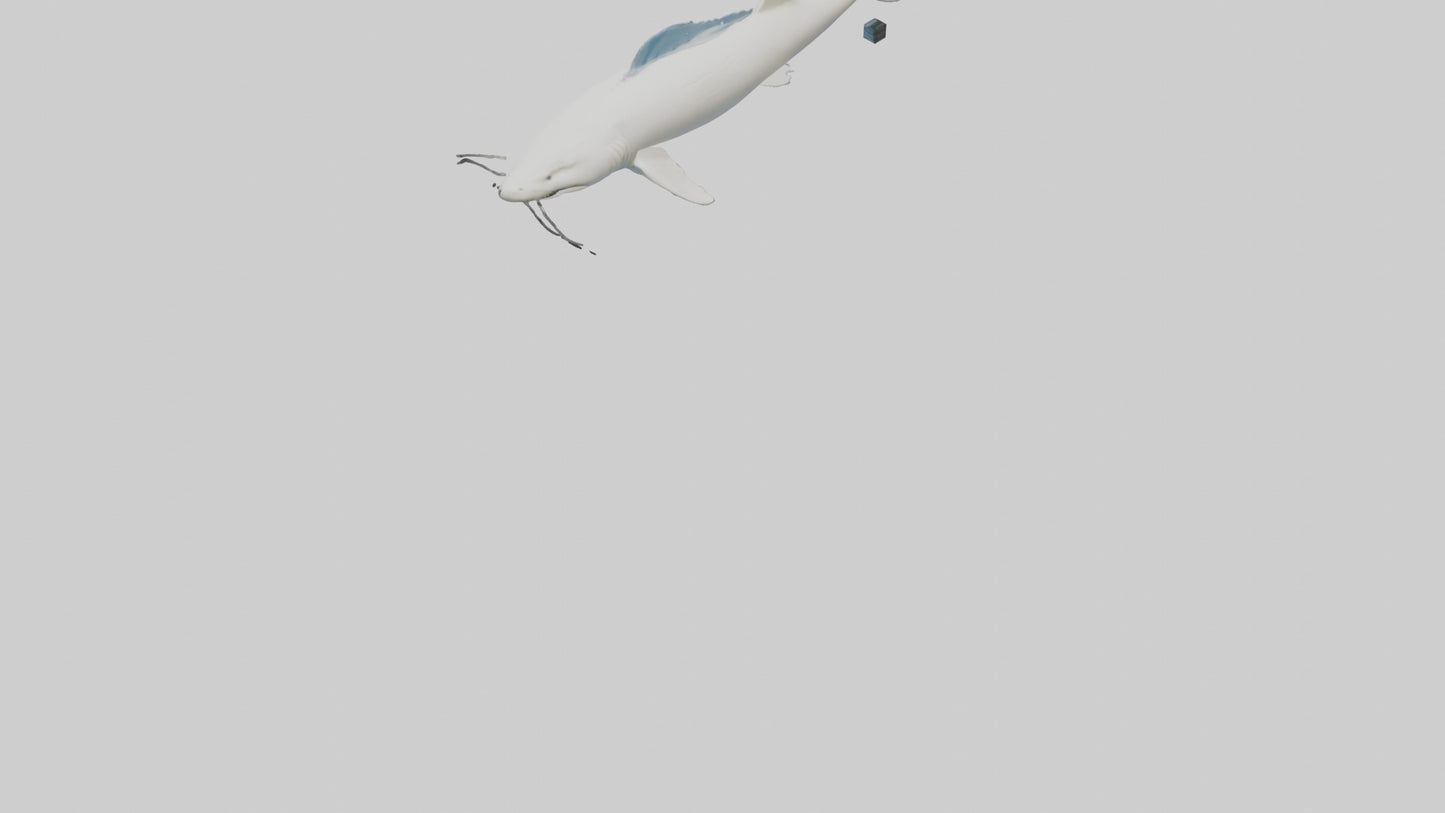 3D model Beluga Sturgeon swimming model VR / AR / low-poly