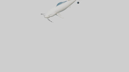 3D model Beluga Sturgeon swimming model VR / AR / low-poly