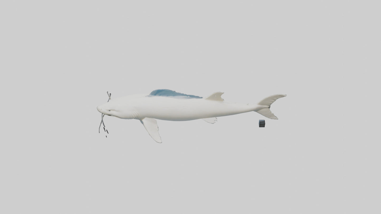3D model Beluga Sturgeon swimming model VR / AR / low-poly