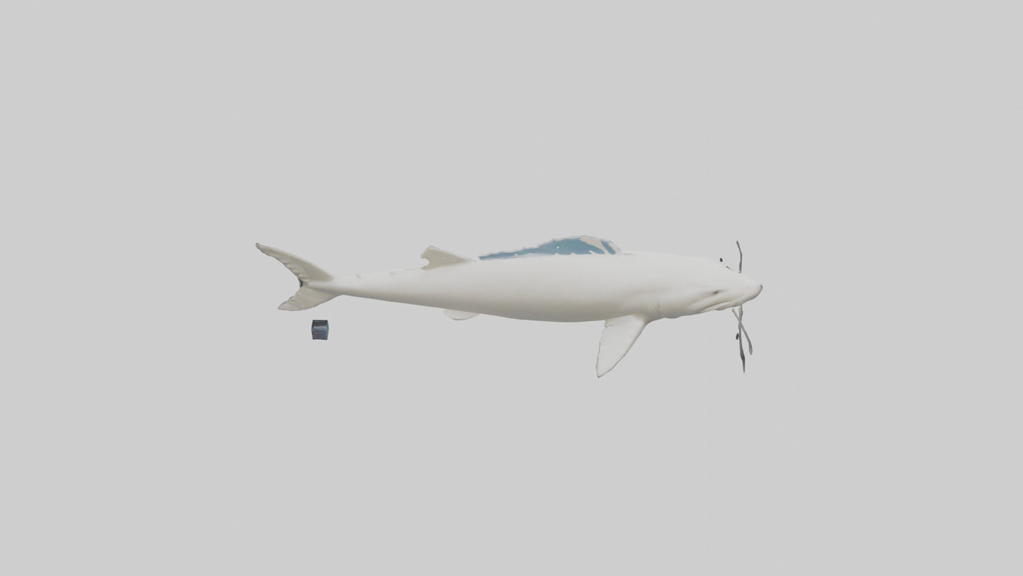 3D model Beluga Sturgeon swimming model VR / AR / low-poly