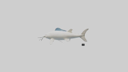 3D model Beluga Sturgeon swimming model VR / AR / low-poly
