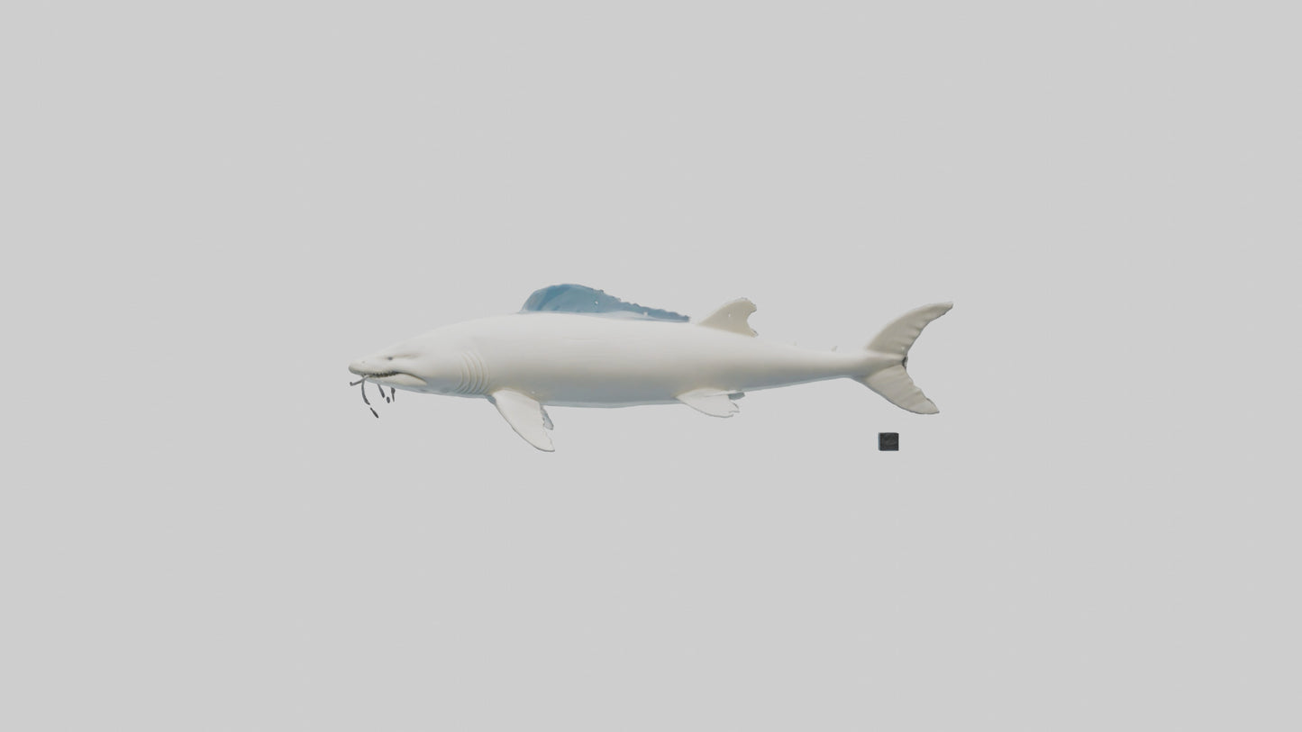 3D model Beluga Sturgeon swimming model VR / AR / low-poly