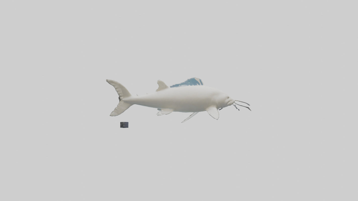 3D model Beluga Sturgeon swimming model VR / AR / low-poly