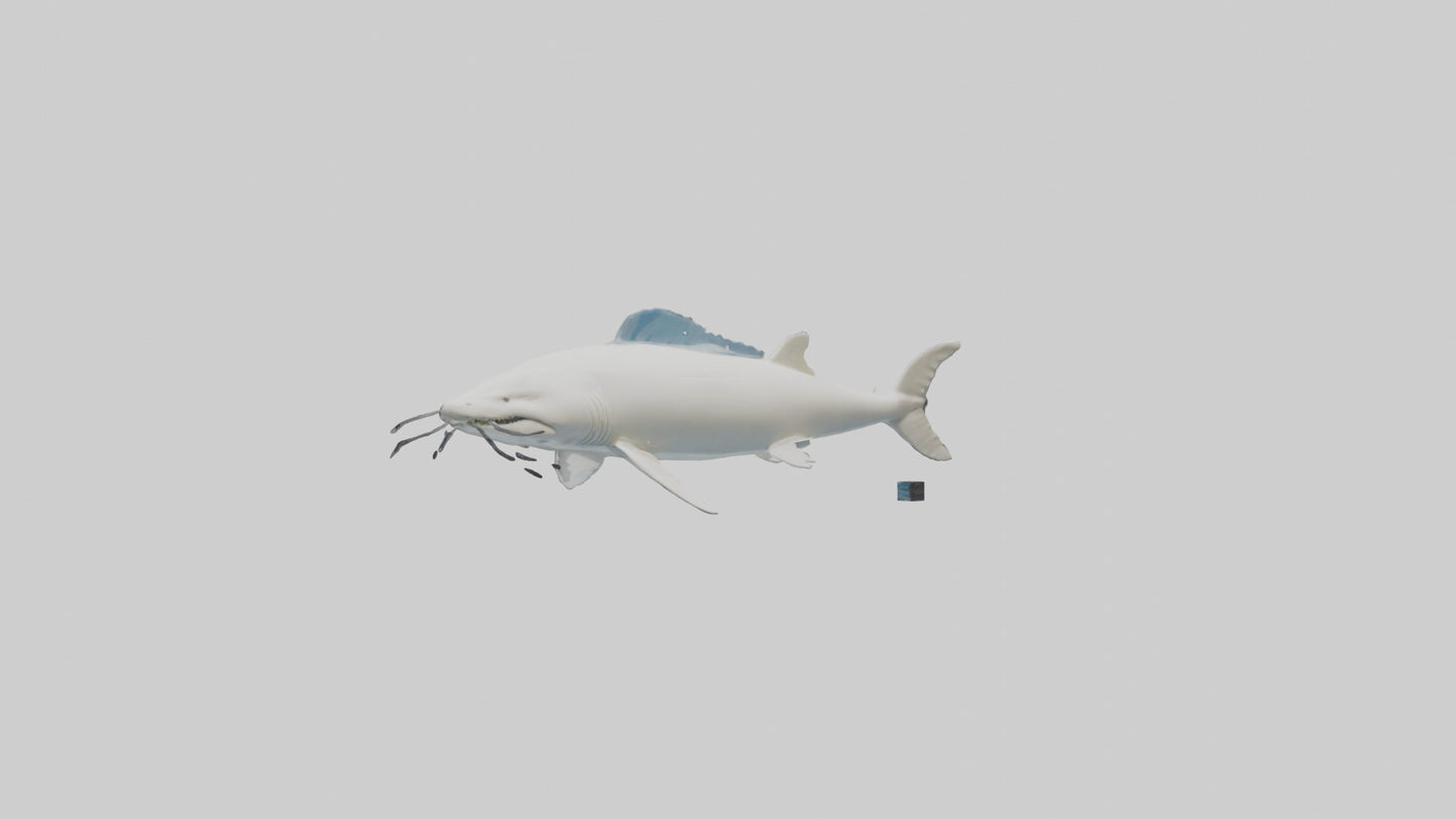 3D model Beluga Sturgeon swimming model VR / AR / low-poly