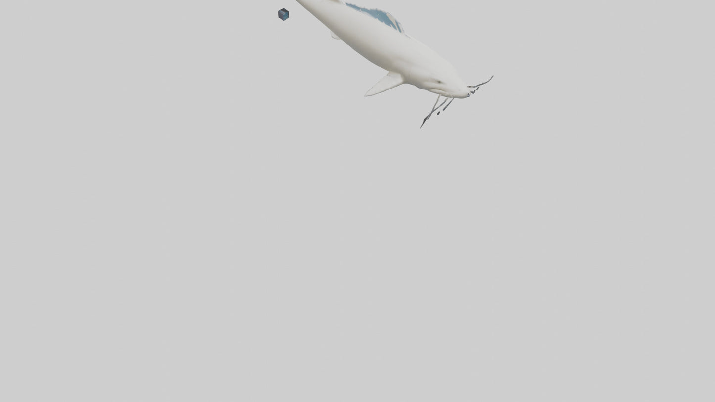 3D model Beluga Sturgeon swimming model VR / AR / low-poly