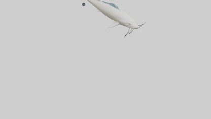 3D model Beluga Sturgeon swimming model VR / AR / low-poly