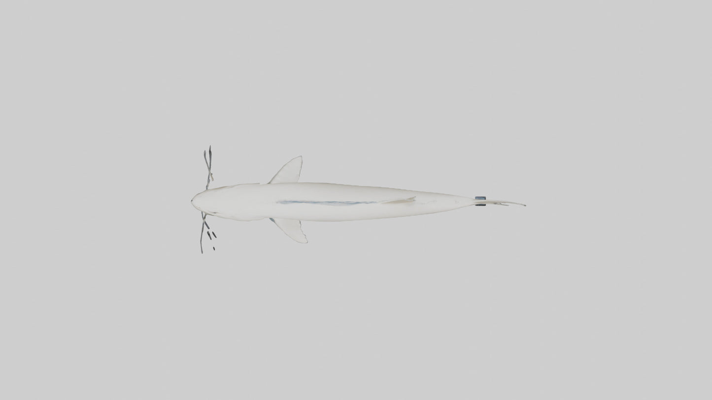 3D model Beluga Sturgeon swimming model VR / AR / low-poly