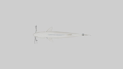 3D model Beluga Sturgeon swimming model VR / AR / low-poly
