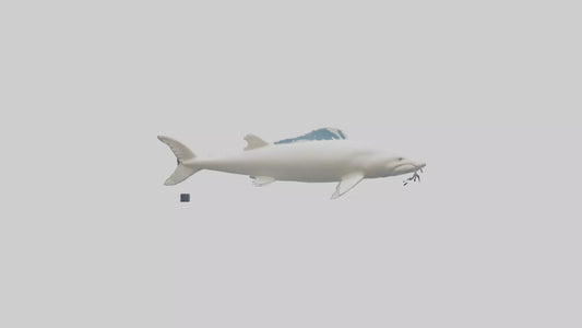 3D model Beluga Sturgeon swimming model VR / AR / low-poly